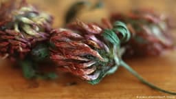 نابودی گیاه کمیاب تاریخی توسط اداره گمرک استرالیا 