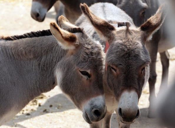 چینی ها مشتری پروپا قرص گوشت و پوست  الاغ استرالیا