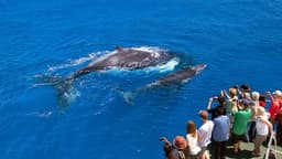 ملبورن ...ویکتوریا،استرالیا / جشنواره ( Whale Watching at Logan's Beach )  از ماه جون تا سپتامبر 2017