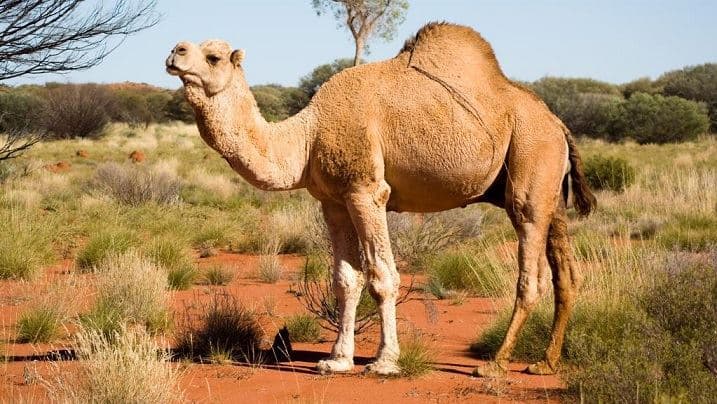دانستنی های جالبی از "شترهای بیابان‌گرد" استرالیا