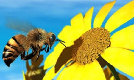 کشف علت ناپدید شدن زنبورهای عسل در نیوزلند