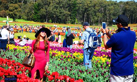 گزارش تصویری از فستیوال گل لاله در ملبورن 2015  Tesselaar Tulip Festival 2015