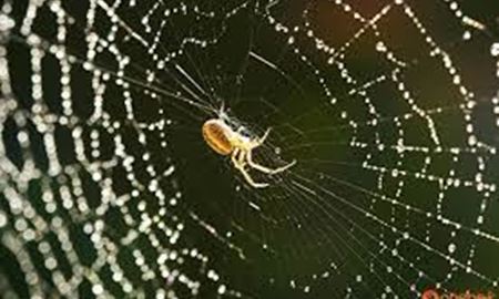 آنچه که باید از عنکبوتهای استرالیا بدانید...........