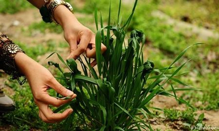 سیزده بدر و رسوم ایران باستان در این روز