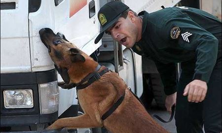 ایران از استرالیا سگ ویژه کشف مواد مخدر خریداری کرد