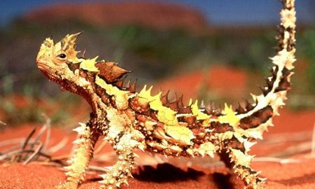 شیطان خاردار ، یکی از ساکنان بومی استرالیا