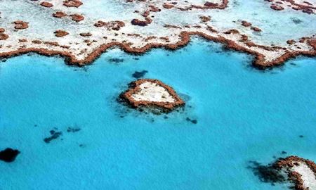 دیواره های مرجانی استرالیا سومین قربانی خود را گرفت