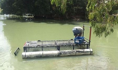 زمین گلف با حضور کروکودیل و گلف بازان در استرالیا