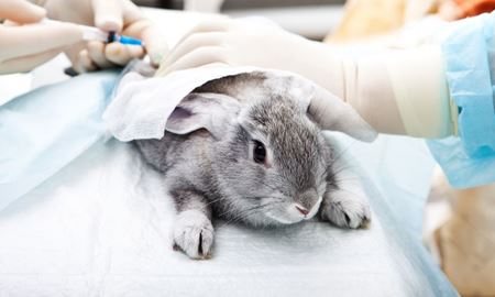 ممنوعیت آزمایش مواد آرایشی روی حیوانات در استرالیا 