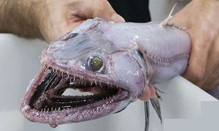 کشف گونه‌‌ی متفاوتی از مارمولک ماهی در سواحل شرقی استرالیا