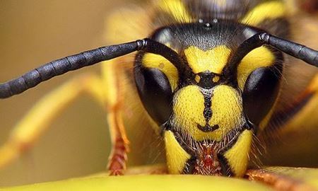 دانشمندان استرالیا....توانایی زنبورها برای شناسایی رنگ‌ها رمزگشایی شد