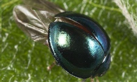 کفش دوزک کمیابی در استرالیا به رنگ ابی 