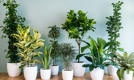  در آپارتمان های استرالیا ، چه نوع گیاهانی را پرورش دهیم ؟