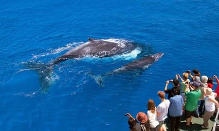 ملبورن ...ویکتوریا،استرالیا / جشنواره ( Whale Watching at Logan's Beach )  از ماه جون تا سپتامبر 2017