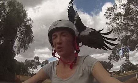 دانستنی های در خصوص "کلاغ های زاغی که در استرالیا به انسان حمله می کنند"