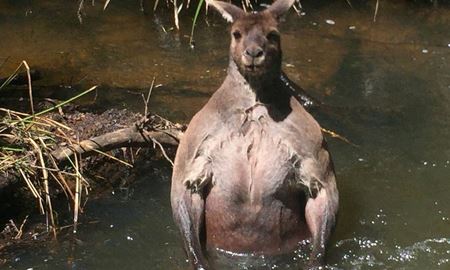 کانگرو بدن ساز در رودخانه ای در شهر پرت استرالیا دیده شد