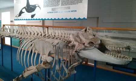 گردشگری استرالیا/ شهر ایدن...ایالت نیوساوت ولز/ موزه کیلر ویلز در شهر ایدن (Eden Killer Whale Museum)