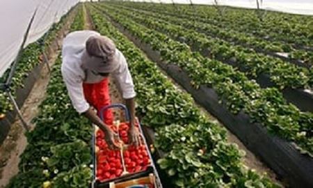  صاحبان مشاغل کوچک در استرالیا می گویند...کارگران مهاجر ، سبب نوآوری در بیزنس می شوند