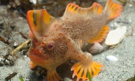 کشف یک گونه از ماهی ها در استرالیا که انگشتانی مانند انسان دارد!