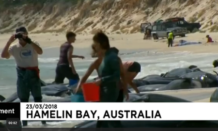 حدود ۱۵۰ نهنگ در ساحل استرالیا گرفتار شدند
