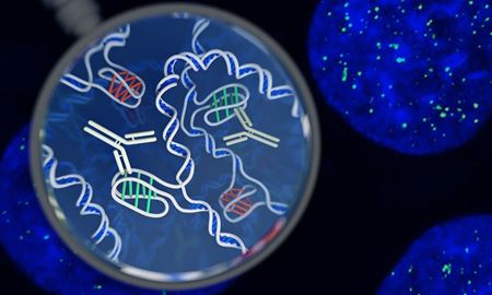 توسط محققان استرالیا، ساختار جدیدی از دی.ان.ای در سلول های انسان شناخته شد