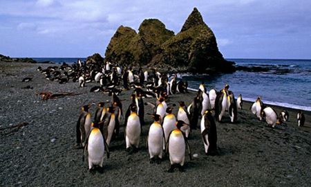  کشته شدن حدود 60  پنگوئن در ساحل جزیره تاسمانی استرالیا 