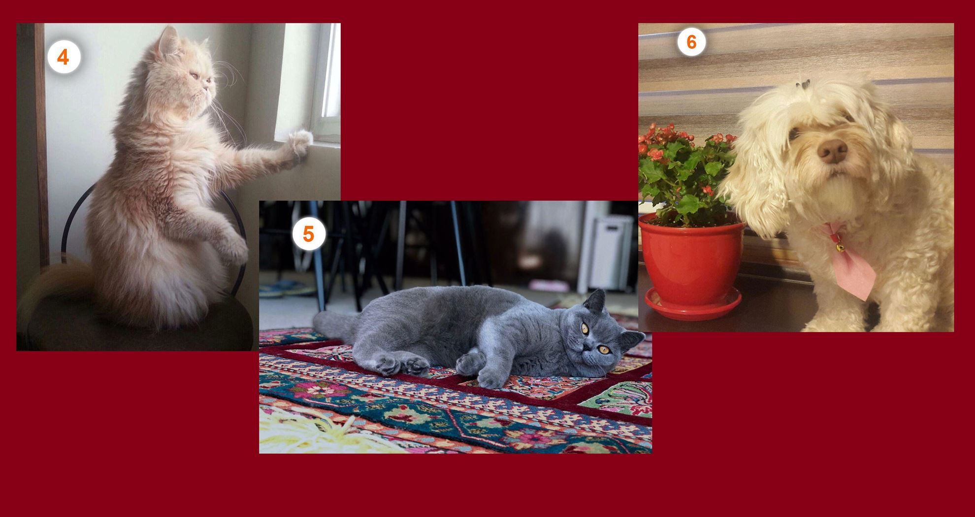 media.news.imagealternatetextformat.details