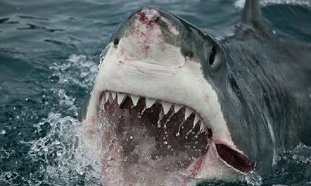 12 حقيقت جالب توجه در مورد كوسه ها