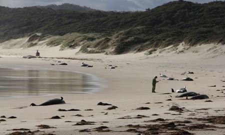  28 نهنگ در سواحل ایالت ویکتوریای استرالیا خودکشی گروهی کردند