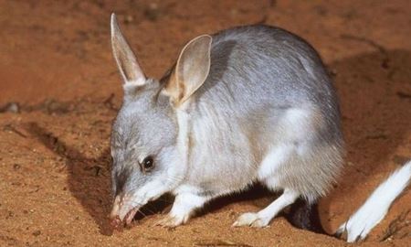   ۳۰ 'بزرگ‌گوش' در شمال غرب سیدنی استرالیا در طبیعت رها شد