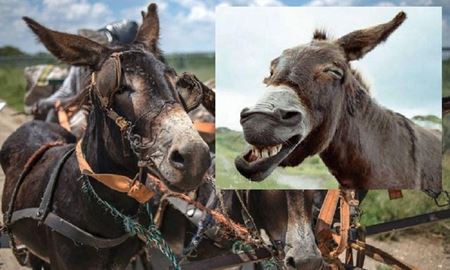 شکوفایی " اقتصاد خر" در ایران 