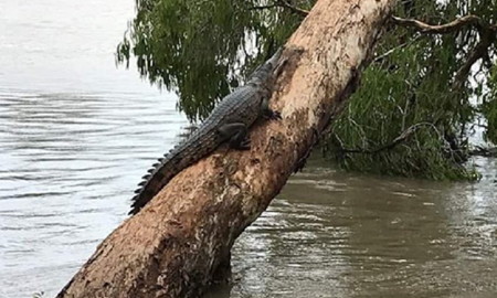  سیل بی سابقه باعث حضور  تمساح‌ها در خیابان‌های شهر Townsville در ایالت کوئینزلند شد