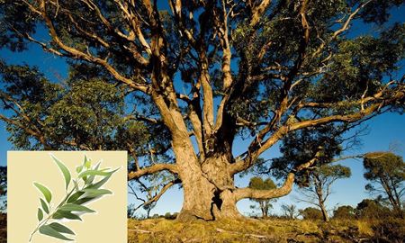 اکالیپتوس ، درخت بومی و معجزه گر  استرالیا