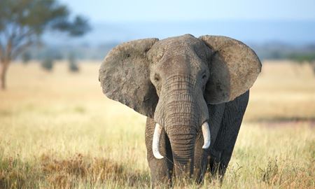 فیل‌های آفریقایی به انقراض نزدیک می‌شوند