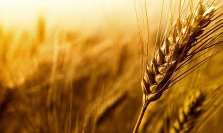کاهش تولید گندم به دنبال خشکسالی در افغانستان