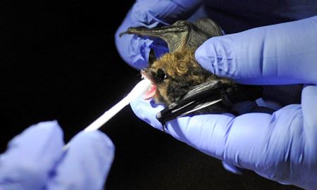 کشف خفاش‌هایی در شمال لائوس که حامل ویروس‌هایی شبیه کووید۲ هستند