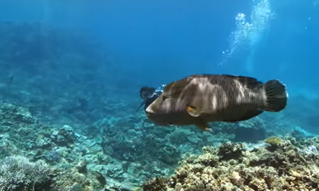 گردشگری استرالیا/ Great Barrier Reef...ایالت کوئینزلند/ صخره مرجانی  ( Coral reef in Queensland )