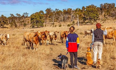 عدم موفقیت ویزای جدید استرالیا در تامین نیروی کار بخش کشاورزی 