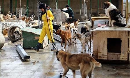 راهکار مقابله با سگ‌های ولگرد در کشورهای پیشرفته چیست؟