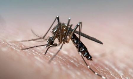 شناسایی پشه‌های آلوده به آنسفالیت موری ولی در استرالیای غربی
