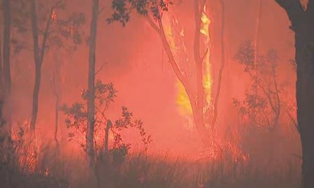 25 هزار دلاریرای شناسایی عامل آتش‌سوزی جنگل در استرالیای‌غربی