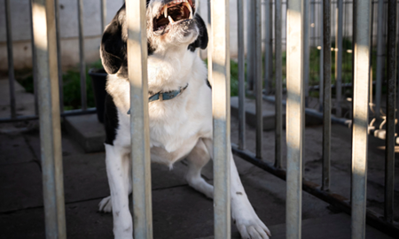 مقررات نگهداری از سگ در ایالت کوئینزلند، سختگیرانه می‌شود