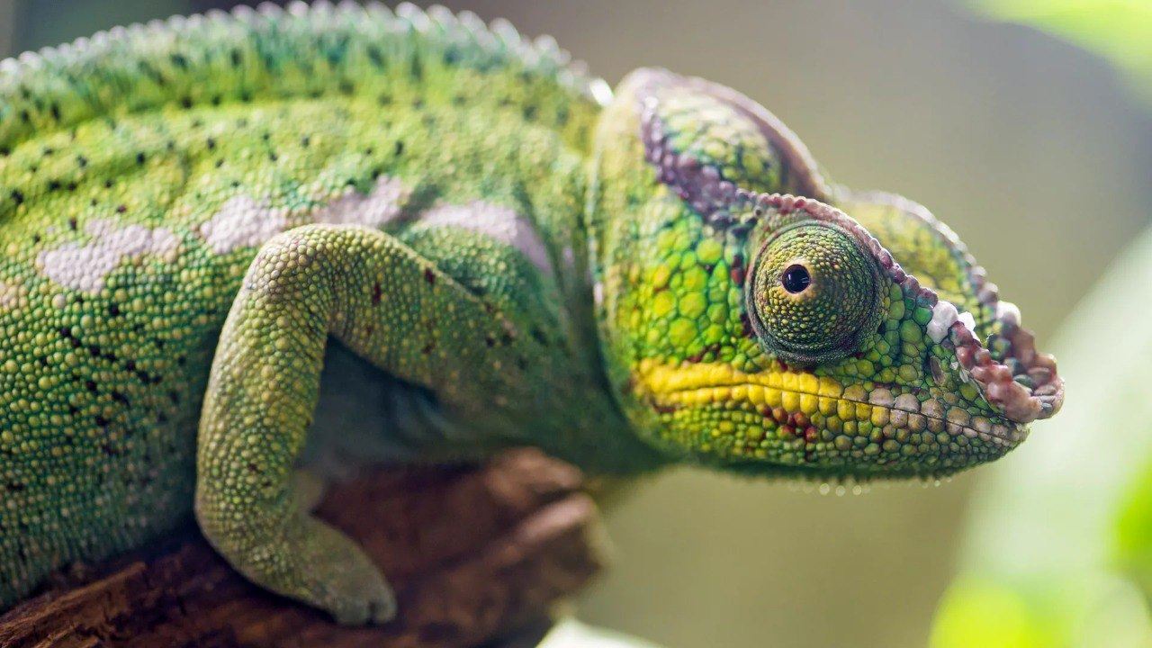 media.news.imagelinktitleformat.details media.news.imagealternatetextformat.details