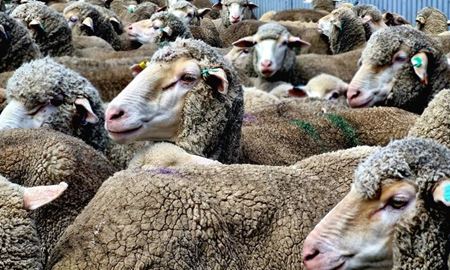 هشدار زیست امنیتی برای جلوگیری از انتقال ویروس H5N1 به دام‌ها در استرالیا