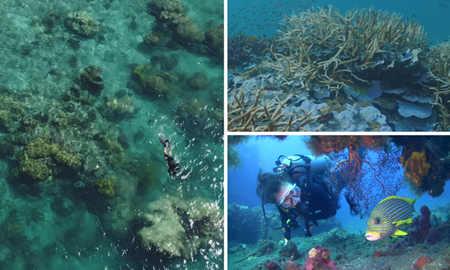 هشدار جهانی برای نجات دیواره بزرگ مرجانی در معرض خطر استرالیا