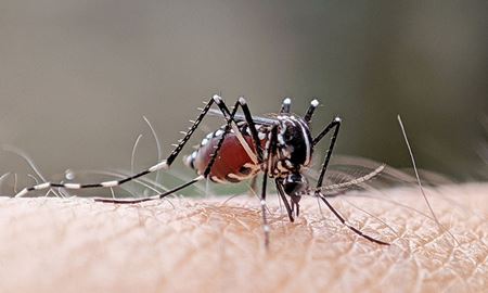 هشدار؛ رد پای آنسفالیت ژاپنی در مناطق روستایی ایالت ویکتوریا