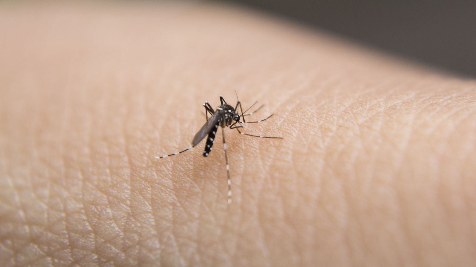 media.news.imagealternatetextformat.details