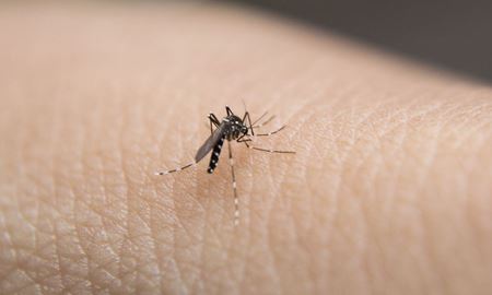 شناسایی "ویروس راس ریور" در ایالت ویکتوریا؛ مسافران مراقب باشند